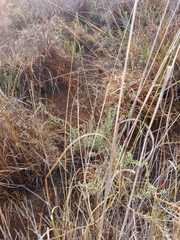 Pentzia quinquefida
