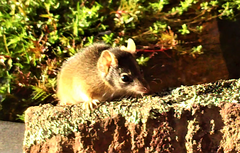 Antechinus flavipes