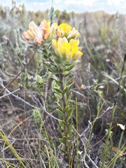 Aspalathus aspalathoides