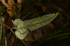 Parsonsia velutina