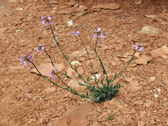 Boechera quadrangulensis