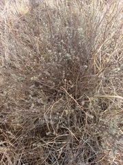 Pentzia quinquefida