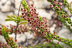 Erica curtophylla