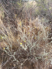 Pentzia quinquefida