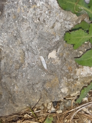 Albinaria senilis