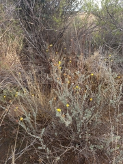 Pentzia quinquefida