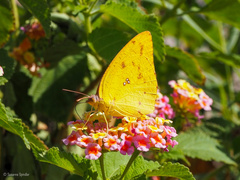 Catopsilia florella