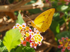 Catopsilia florella