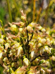Erica lutea