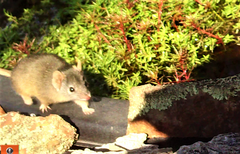 Antechinus flavipes