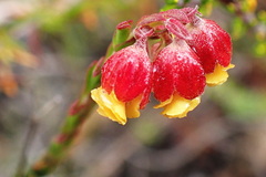 Hermannia concinnifolia