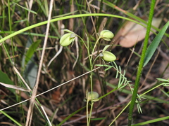Gompholobium pinnatum