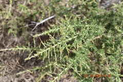 Aspalathus acuminata