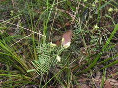 Gompholobium pinnatum