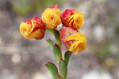 Hermannia concinnifolia