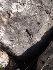 Algyroides nigropunctatus