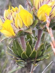 Aspalathus aspalathoides