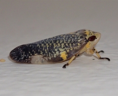 Ptyelus grossus