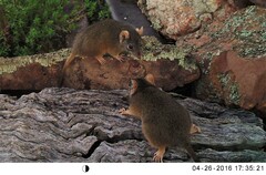 Antechinus flavipes
