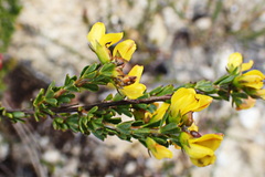 Wiborgiella