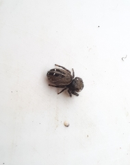 Phidippus