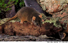 Antechinus flavipes