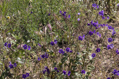 Phacelia parryi