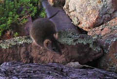 Antechinus flavipes