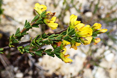 Wiborgiella