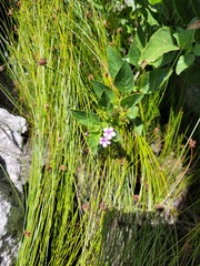 Teedia lucida