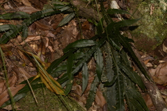 Blechnum patersonii