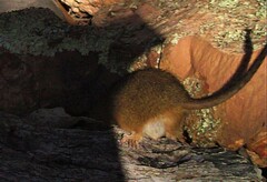 Antechinus flavipes