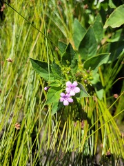 Teedia lucida