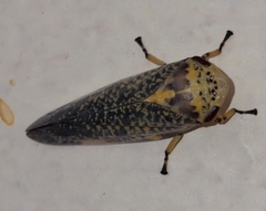 Ptyelus grossus