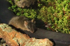 Antechinus flavipes