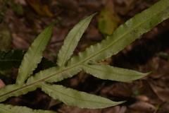 Blechnum patersonii
