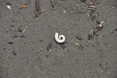 Spirula spirula