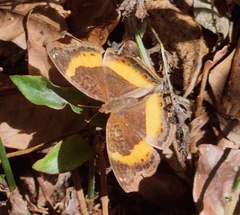 Junonia elgiva