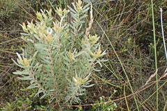 Leucadendron meridianum