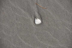 Crassula aequilatera