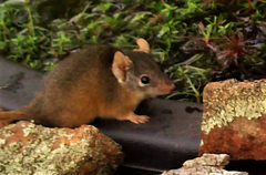 Antechinus flavipes