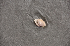 Crassula aequilatera