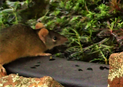 Antechinus flavipes