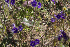 Phacelia parryi