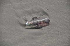 Atrina zelandica