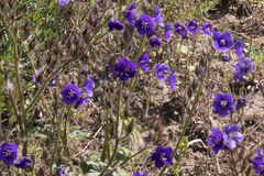 Phacelia parryi