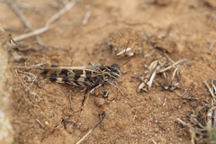 Oedaleus decorus