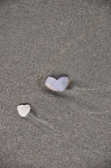 Crassula aequilatera