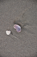 Crassula aequilatera