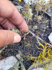 Indigofera glomerata